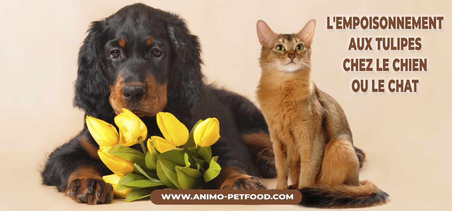 intoxication-par-la-tulipe-chez-le-chien-ou-le-chat